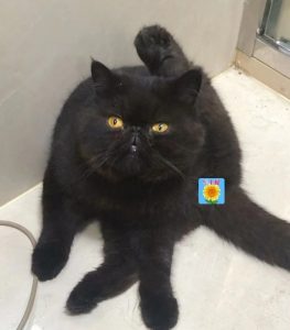 Can Cats Sense the Approach of Death?