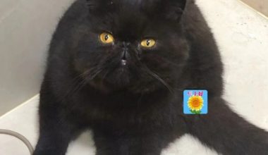 Can Cats Sense the Approach of Death? - Pet Encyclopedia