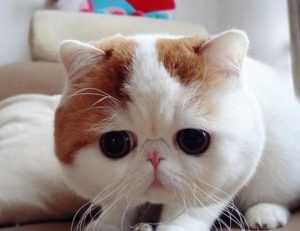 What to Do If Your Cat Is Constantly Shedding?