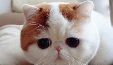 What to Do If Your Cat Is Constantly Shedding? - Pet Encyclopedia