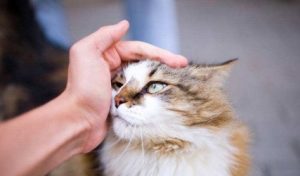 What to Do If Your Cat Has Ringworm?