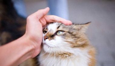 What to Do If Your Cat Has Ringworm? - Pet Encyclopedia
