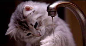 Essential Items for New Cat Owners?