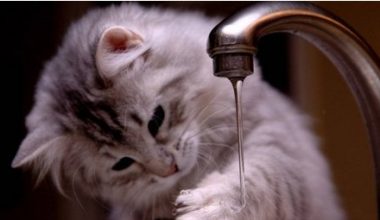 Essential Items for New Cat Owners? - Pet Encyclopedia