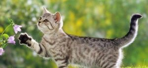 What's the Best Shampoo for Your Cat?