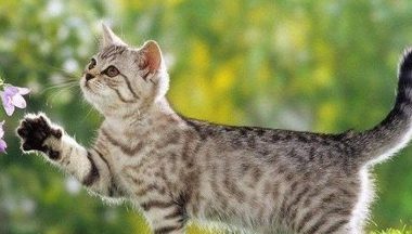 What’s the Best Shampoo for Your Cat? - Pet Encyclopedia