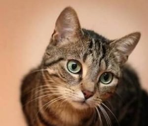Tips for Administering Medicine to Cats