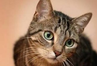 Tips for Administering Medicine to Cats - Pet Encyclopedia