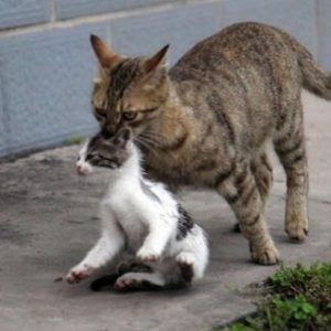 Where Should Your Cat Go During a Move?