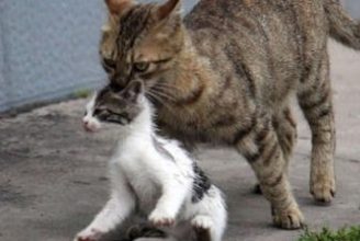Where Should Your Cat Go During a Move? - Pet Encyclopedia
