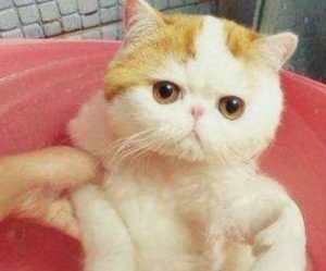 How to Bathe Your Cat in Spring