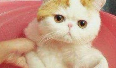 How to Bathe Your Cat in Spring - Pet Encyclopedia