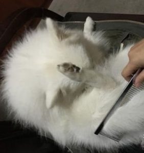 Benefits and Methods of Cat Grooming