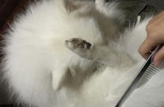 Benefits and Methods of Cat Grooming - Pet Encyclopedia