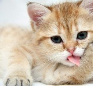 Does Spaying or Neutering Cause Depression in Cats?