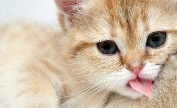 Does Spaying or Neutering Cause Depression in Cats? - Pet Encyclopedia