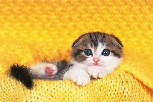Common Feline Skin Diseases？