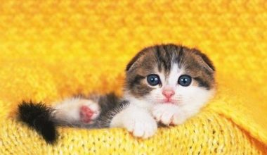 Common Feline Skin Diseases？ - Pet Encyclopedia