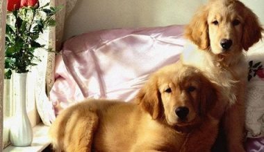 Why Are Cats Less Loyal Than Dogs? - Pet Encyclopedia
