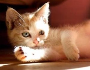 Cat Treats: What You Need to Know