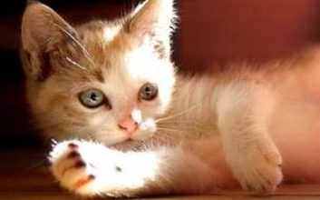 Cat Treats: What You Need to Know - Pet Encyclopedia
