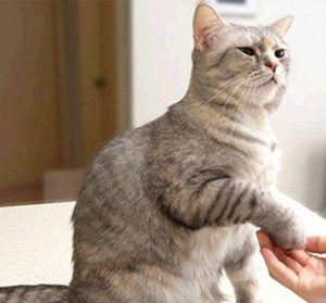 Cat Training Methods