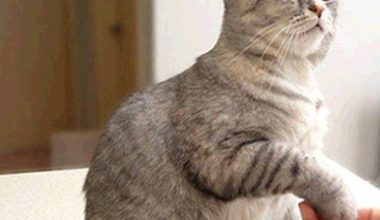 Cat Training Methods - Pet Encyclopedia