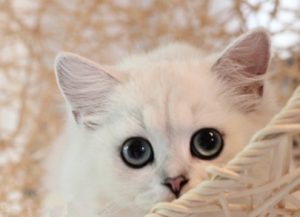 Nutritional Needs for Silver Shaded Pregnant Cats
