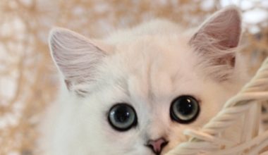 Nutritional Needs for Silver Shaded Pregnant Cats - Pet Encyclopedia