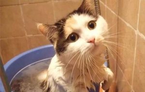 Bathing Your Cat: Tips for Success