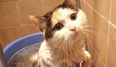 Bathing Your Cat: Tips for Success - Pet Encyclopedia