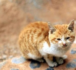 Why Does My Cat Have Ear Debris and How to Clean It?