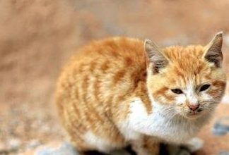 Why Does My Cat Have Ear Debris and How to Clean It? - Pet Encyclopedia