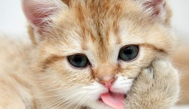 Can cats really get rid of hairballs by eating hair cream? - Pet Encyclopedia