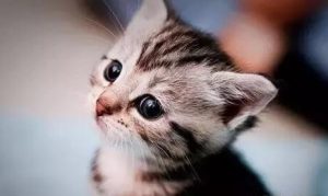 Cat Ringworm