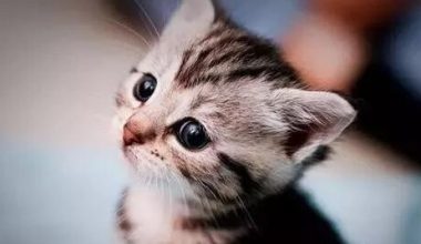 Cat Ringworm: Symptoms, Treatment, and Prevention - Pet Encyclopedia