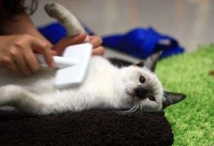 Helping Your Cat with Hairballs