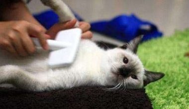 Helping Your Cat with Hairballs - Pet Encyclopedia