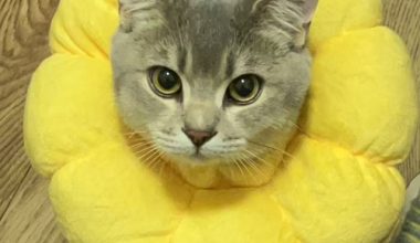How to Tell If Your Cat Is Pregnant and Nutritional Needs During Pregnancy - Pet Encyclopedia