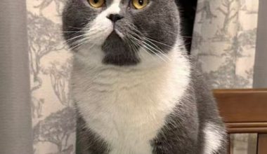 How to Improve Your Pet’s Digestive Health - Pet Encyclopedia