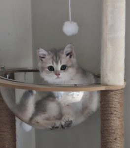 Why Do Cats Keep Getting Colds and How to Handle It