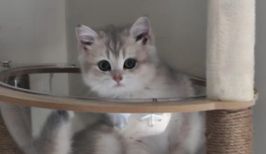 Why Do Cats Keep Getting Colds and How to Handle It - Pet Encyclopedia
