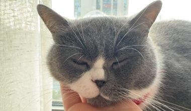 When Do Persian Cats Shed and How to Care for Them? - Pet Encyclopedia