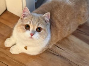 How to Manage Hair Loss in Golden Persian Cats