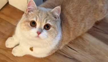 How to Manage Hair Loss in Golden Persian Cats - Pet Encyclopedia