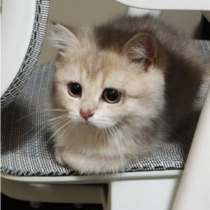 How to Manage Hair Loss in American Shorthair Cats