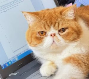 Foods to Stimulate Your Cat's Appetite