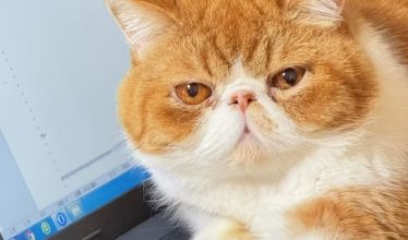 Foods to Stimulate Your Cat’s Appetite - Pet Encyclopedia