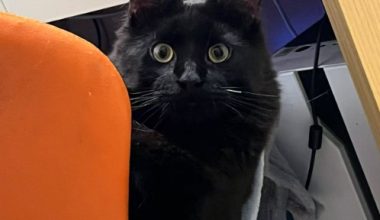 How to Manage Oral Ulcers in Cats - Pet Encyclopedia