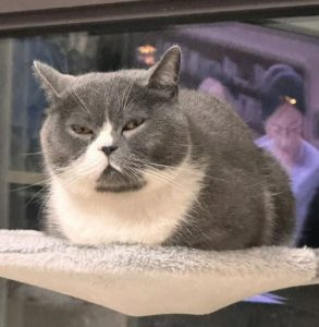 What to Do If Your Cat Has Watery Eyes and Discharge